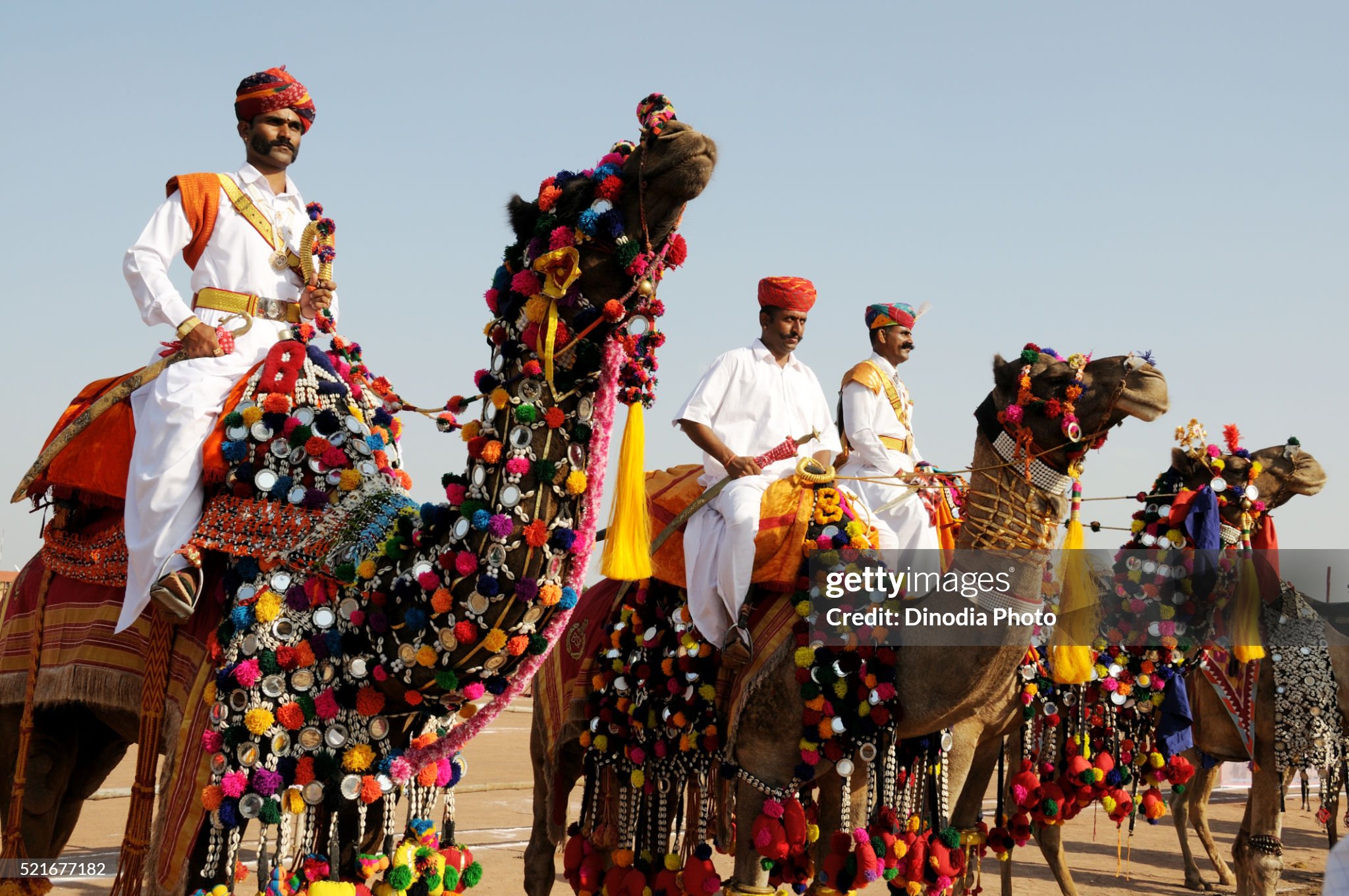 Camel Safari
